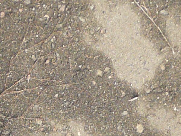 Damp grey asphalt texture, with a fine layer of dark soil and many dried weeds and sticks.